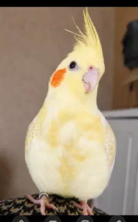 پرنده عروس هلندی گم شده