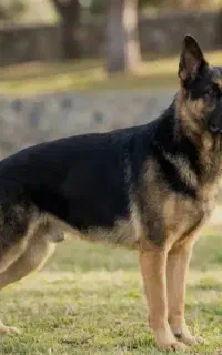 سگ ژرمن شپرد