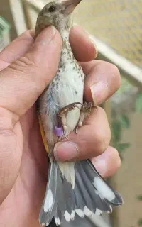 دوعدد جوجه سهره نردزشت قواره دار
