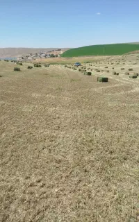 یونجه چین سوم درجه یک