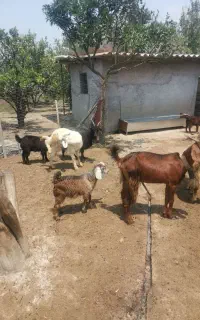 فروش بز نر و بره