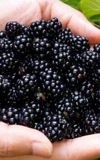 فروش تمشک