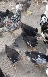 فروش جوجه گلین و تخم مرغ نژاد گلین اصل