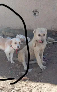 واگذاری