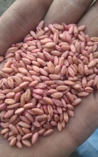 گندم و جو بذری