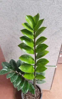 گل طبیعی