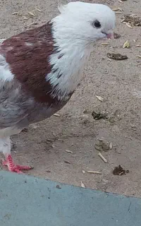 جفت شازده و پشت دار