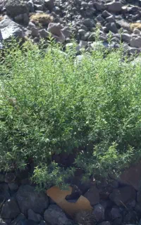 عملیات پیمانکاری محوطه سازی