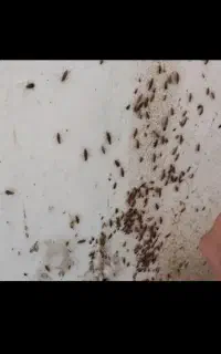 شرکت سمپاشی موریانه زدایی ساس عقرب سوسک مار عقرب