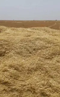 کاه گندم