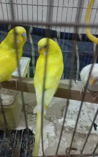 فروش مرغ عشق