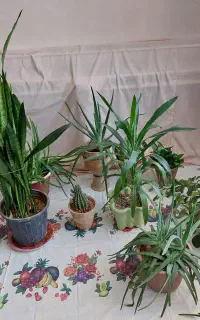 فروش گل
