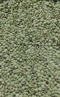 عدسی دشت مغان