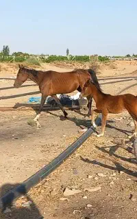 اسب اصیل کرد