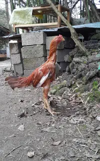 خروس لاری دارم