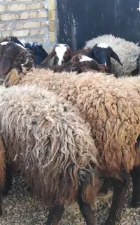 فروش ۱۵ راس گوسفند چاق گوشتی جهت عید قربان