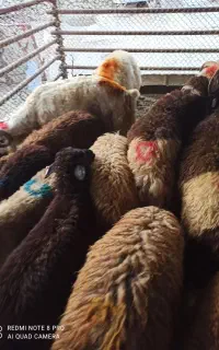 ریز زنده درشت پرواری