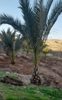 فروش نخل خرما درخت مرکبات