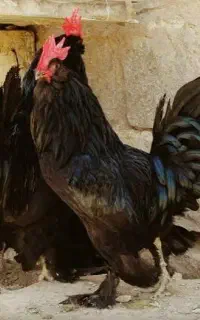 فروش ۸۰ عدد خروس مرندی سیاه