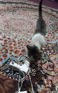 واکذاریه گربه