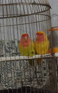یه جفت طوطی برزیلی کوتوله