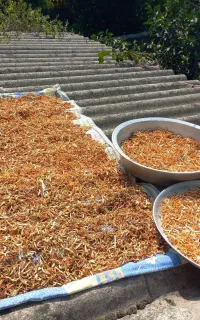 خلال پوست پرتقال بسته نیم کیلویی