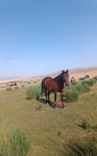 اسب کهر