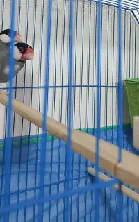 فنج نرگسی سرحال مولد