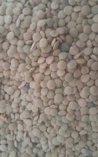 عدس محلی خوش پخت