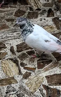 چند تا کبوتر خوب و سالم