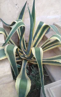 فروش گل زینتی