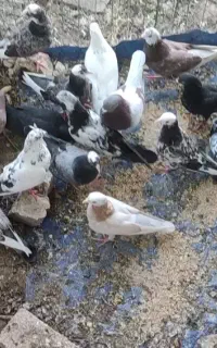 کفتر درجه یک