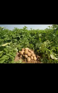 سرکارگار کشاورزی