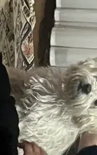 سگ ماده با ادب وقشنگ