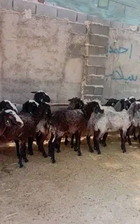 گوسفند میش جوان