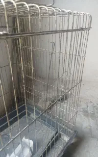 قفس