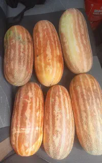 چتوم خربزه محلی