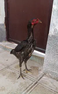 مرغ لاری اصل