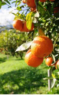 انجام کلیه امورات تخصصی باغ و پیمانکاری باغ