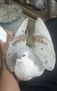کبوتر نقش
