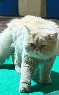گربه پرشین نر گمشده