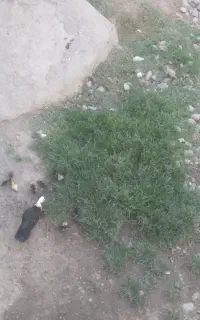 اردک اسرائیلی