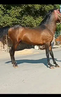 اسب