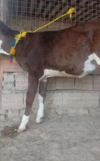 1عدد گوساله سیمینتال ماده نژاد شیری مخصوص داشتی