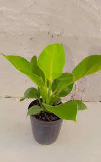 بار جدید گیاه رسید