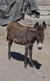 کره خر