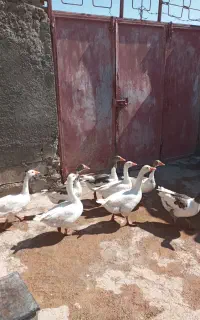 غاز