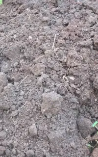 کود چرم حیوانی