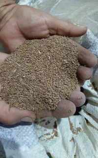 بذر یونجه