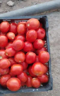 گوجه کانیون مخصوص رب و ۲۵تن سیر سوپر